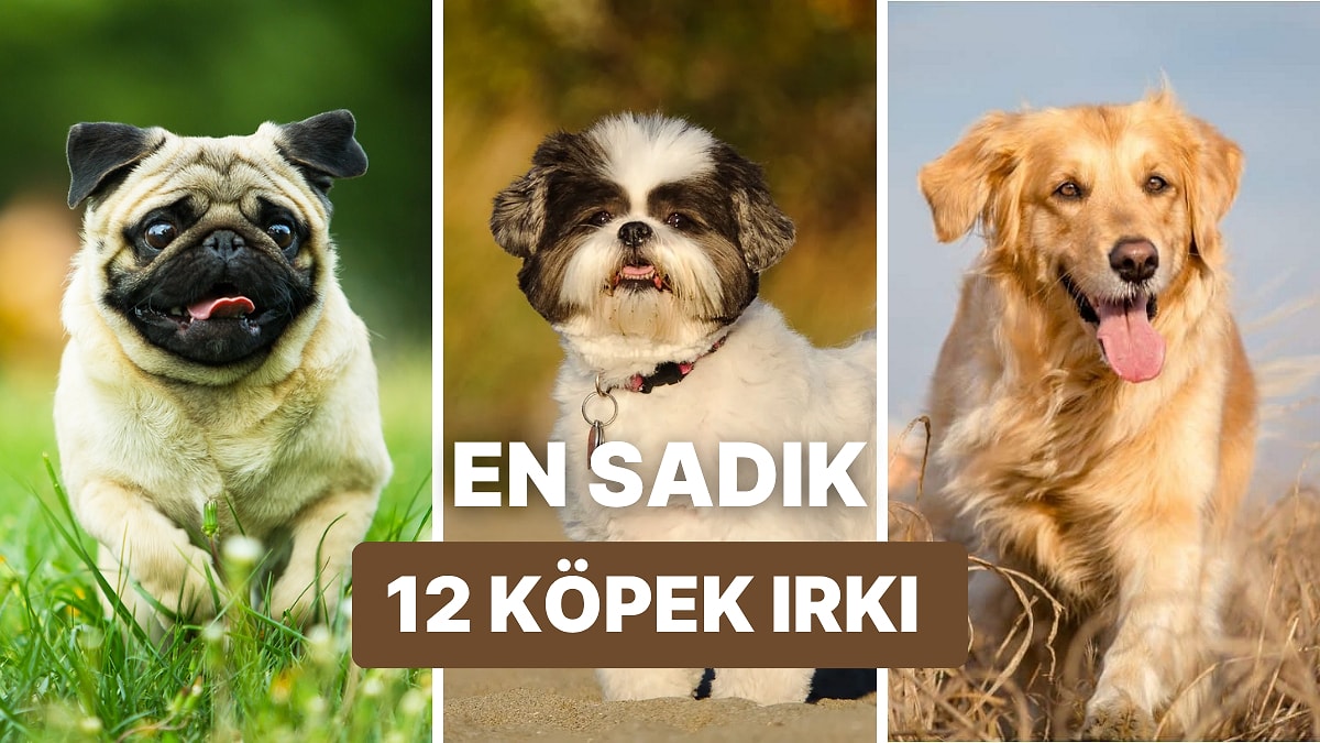 O Varken Kimseye İhtiyacın Yok! Sahiplerine Aşık 12 Köpek Irkı