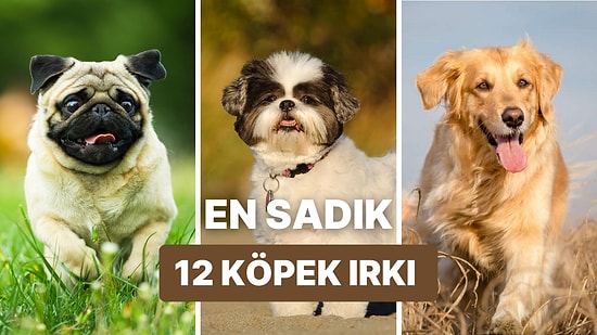 O Varken Kimseye İhtiyacın Yok! Sahiplerine Aşık 12 Köpek Irkı