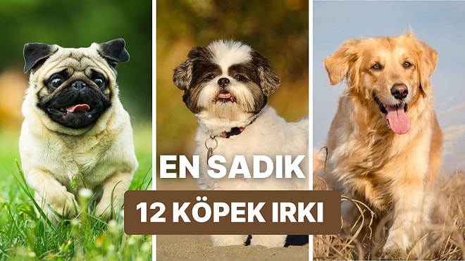 O Varken Kimseye İhtiyacın Yok! Sahiplerine Aşık 12 Köpek Irkı