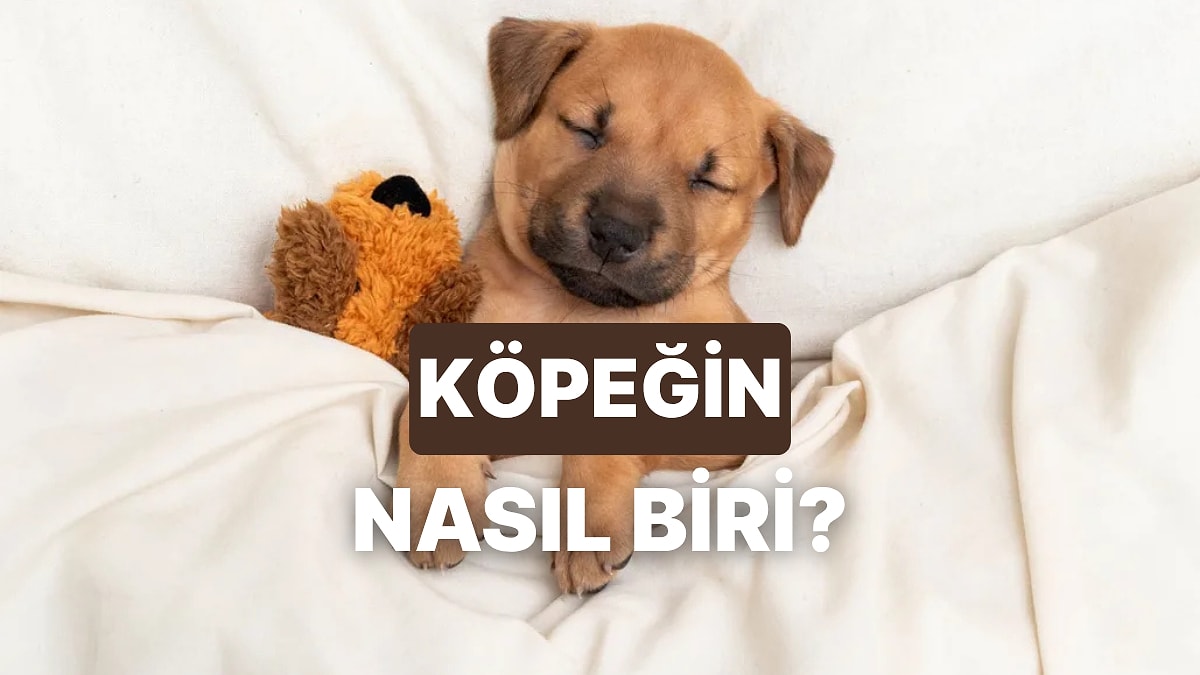 Bu Test Köpeğinin Karakterini Ortaya Çıkarıyor!