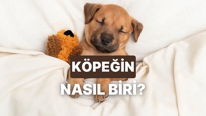 Bu Test Köpeğinin Karakterini Ortaya Çıkarıyor!