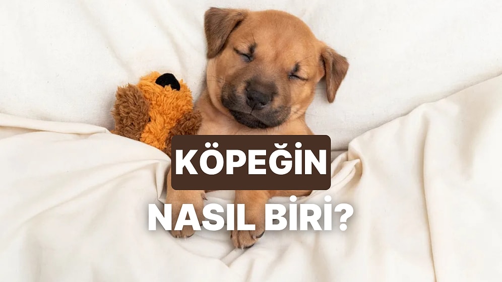 Bu Test Köpeğinin Karakterini Ortaya Çıkarıyor!