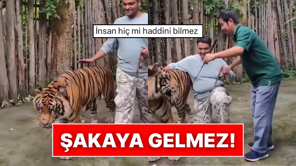 Tayland’da Bir Turist Hayvanat Bahçesinde Kaplan Saldırısına Uğradı: Korkulu Anları Kameraya Yansıdı