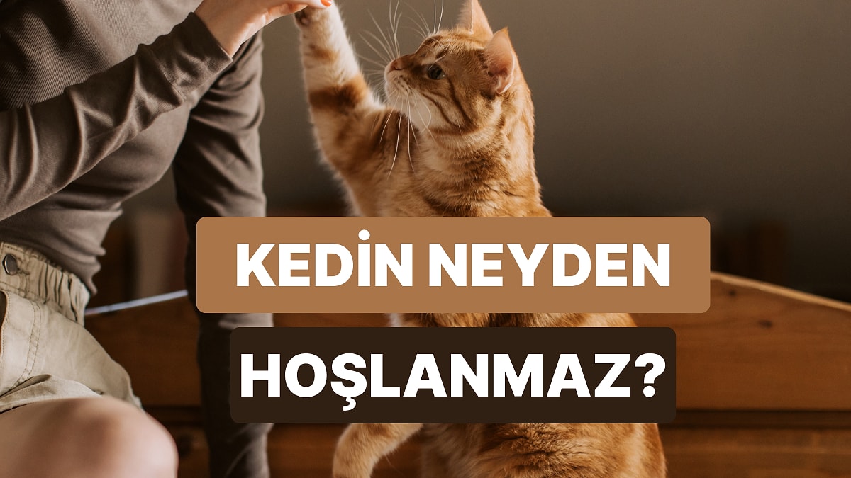 Kedinin En Nefret Ettiği Şeyi Tahmin Ediyoruz!