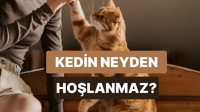 Kedinin En Nefret Ettiği Şeyi Tahmin Ediyoruz!