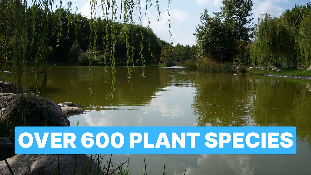 Explore Over 600 Plant Species at Soganli Botanical Park in Bursa