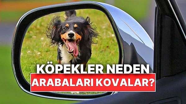 5. Köpekler Neden Hareket Halindeki Arabalara Havlayıp Onları Kovalar?