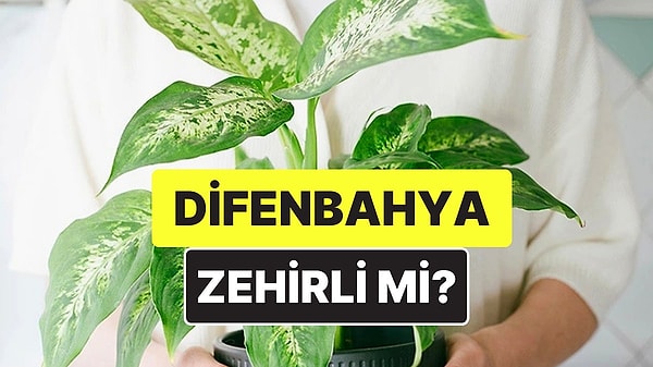 14. Difenbahya Bitkisi Nedir, Zehirli mi? Difenbahya Bitkisi Hakkında Dikkat Edilmesi Gerekenler