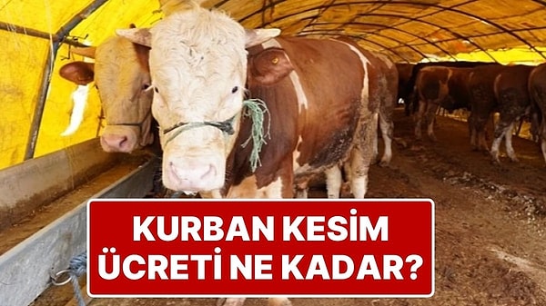Kurban Bayramı’nda Kurban Kesme Ücretleri Cep Yakıyor: Bıçak Parası 10 Bin TL
