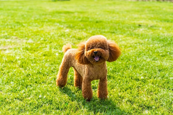 Toy Poodle’ın Fiziksel Özellikleri Görseli