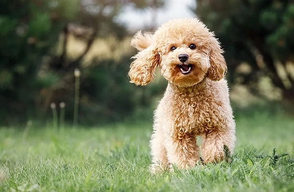 Toy Poodle'ın Karakter Özellikleri