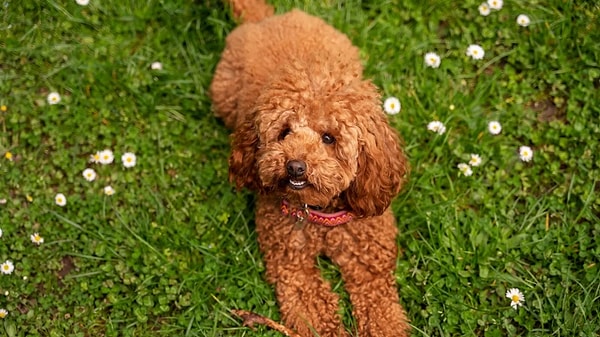 Toy Poodle'ın Bakımı Nasıl Olmalı?