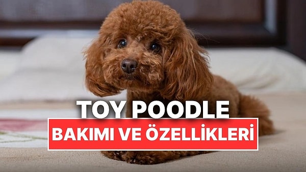 Kapak Görseli