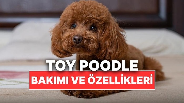 Sevimli Yüzleriyle Bildiğimiz Toy Poodle Köpeklerinin Özellikleri, Bakımı ve Beslenmesi