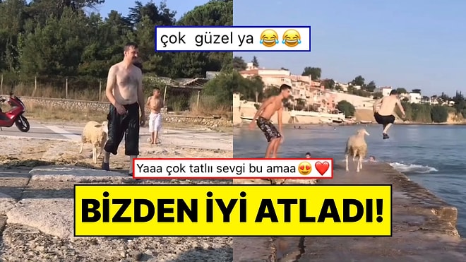Sahibinin Peşinden Denize Balıklama Atlayan Koyun İzleyenleri Güldürdü