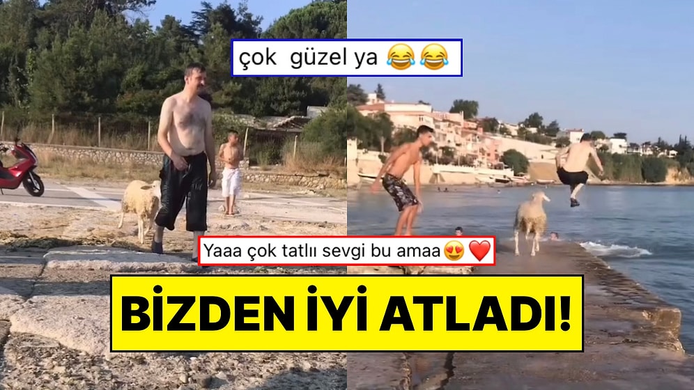 Sahibinin Peşinden Denize Balıklama Atlayan Koyun İzleyenleri Güldürdü