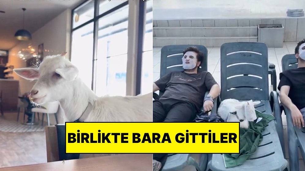 İçerik Üreticisi Arkadaşlar Kurbanlık Keçiye Kısa Film Tadında Video Çekti: Gezmedikleri Yer Kalmadı