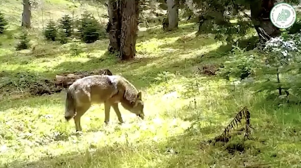 Fotokapanlar, doğa bilimleri ve vahşi yaşam araştırmalarında önemli bir yere sahip olan, hareket ve ısıya duyarlı kameralardır. Görseli