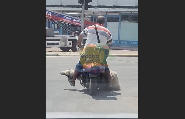 Tehlikeli yolculukta adamın koyunu düşmemesi için ayağıyla tutmaya çalıştığı görüldü. Görseli
