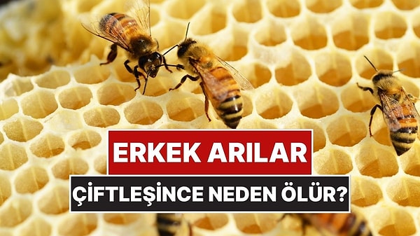 Kapak Görseli