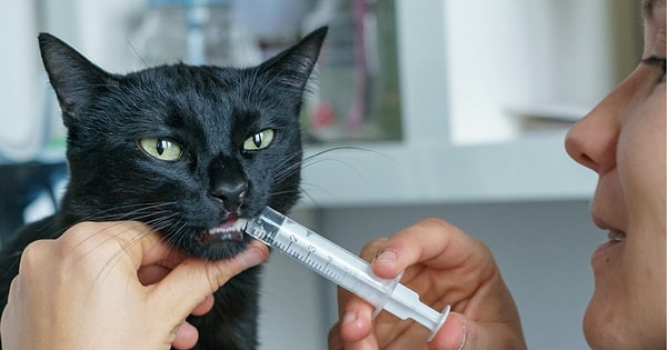 İnsan ve köpek ilaçlarını kesinlikle kullanmayın