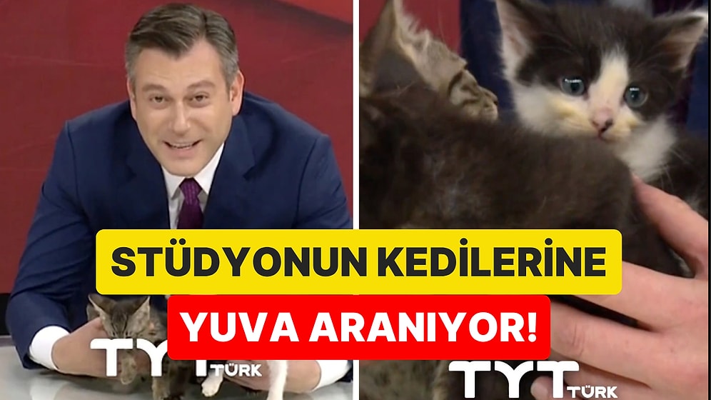 İçimizi Isıtan Ana Haber: Sunucu Emre Buga, Stüdyoda Doğan Yavru Kedilere Yuva Arıyor!