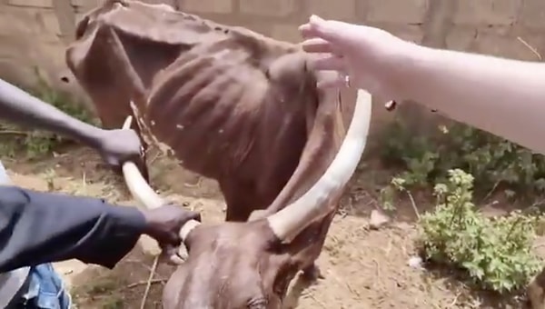"Besili" denilerek videoya kaydedilen hayvanın ayakta durmakta güçlük çektiği görüldü. Görseli