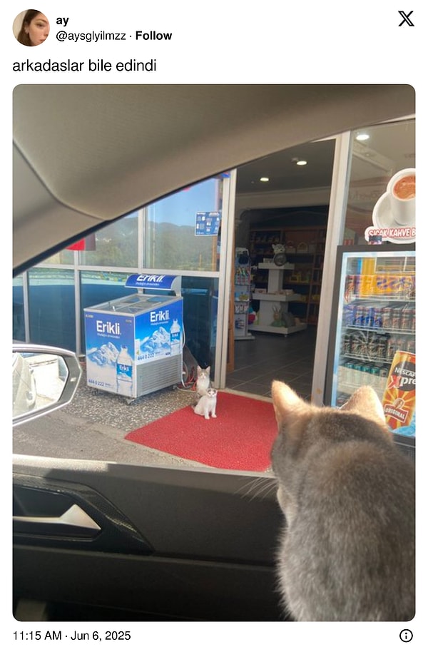 Ancak genelde kediler ön plandaydı.