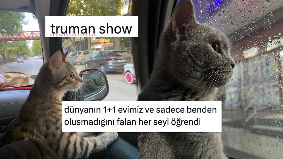 Dış Dünyayı İlk Kez Gören Evcil Hayvanlar Kalpleri Isıttı