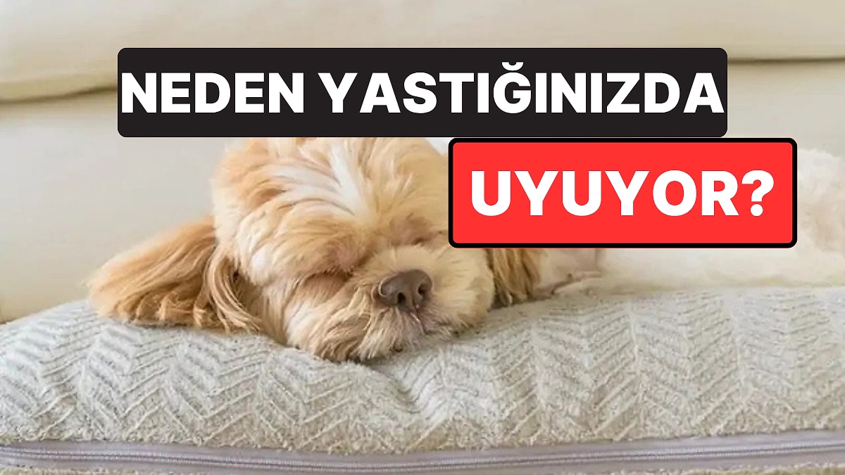Köpeğiniz Sürekli Olarak Sizin Yastığınızda Uyuyorsa Bu Mesajı Vermeye Çalışıyor Olabilir