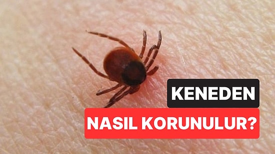 Kene Isırdığında Ne Yapmalı, Kene Nasıl Çıkarılır? Kenelerden Korunmak İçin Bilmeniz Gerekenler