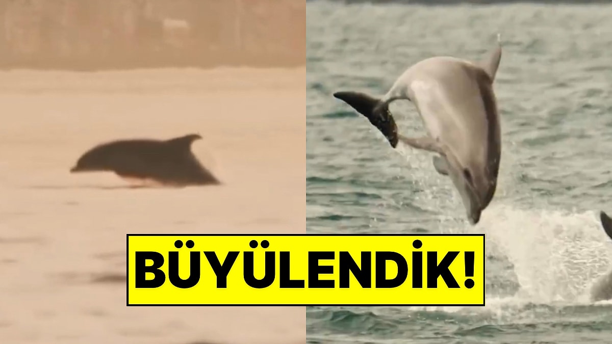 Görüntüler Büyüleyici! Ünlü Fotoğrafçı Johannes Moths, İstanbul Boğazı’ndaki Yunusları Kayda Aldı