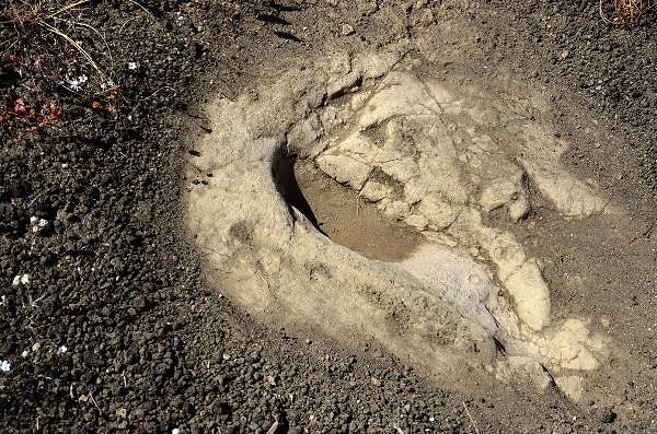Fossil Footprints