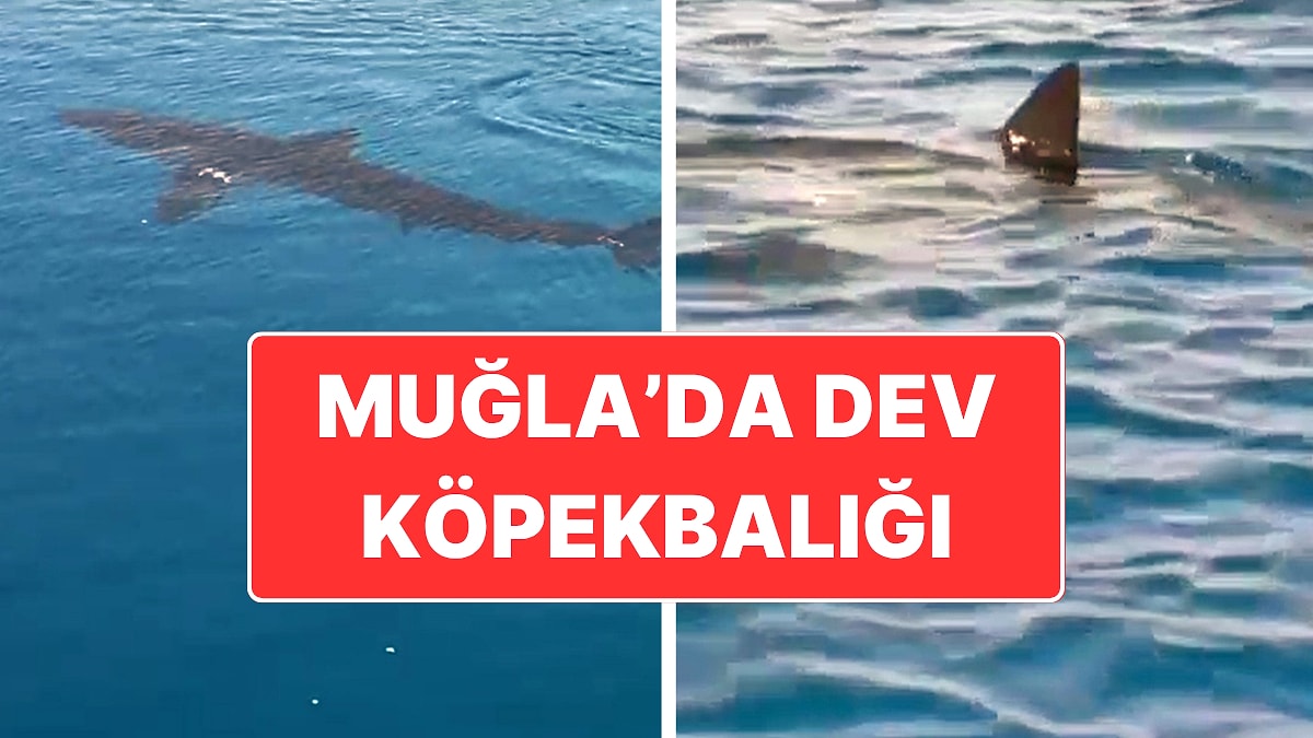 Muğla’da Köpekbalığı Heyecanı: Tekne Turu Yapan Turistler Kaydetti