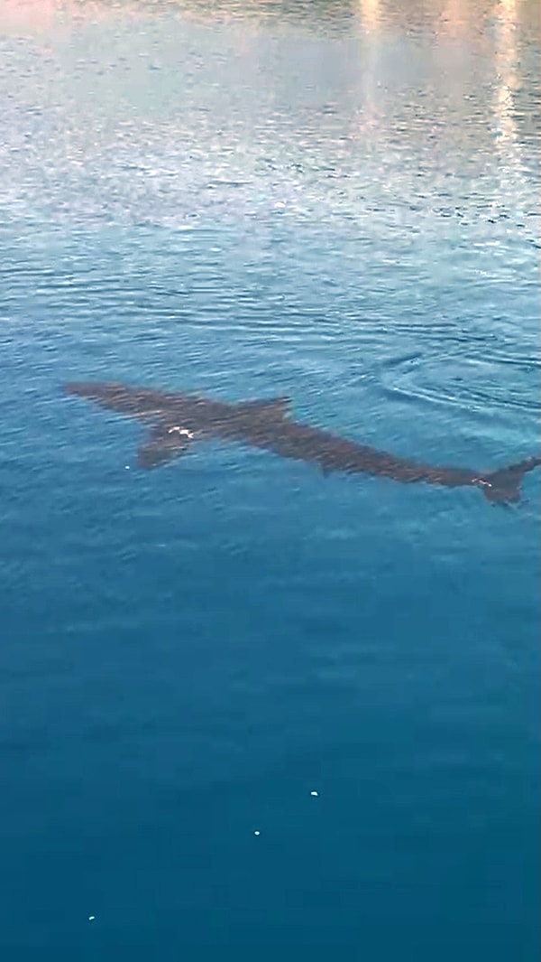 Muğla’da tekne turu yapan turistler köpek balığı heyecanı yaşadı. Görseli