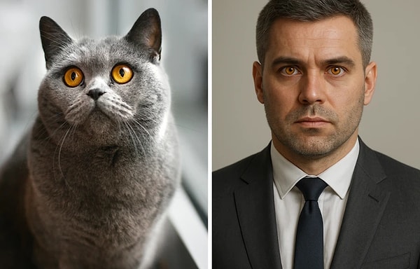 British Shorthair Görseli
