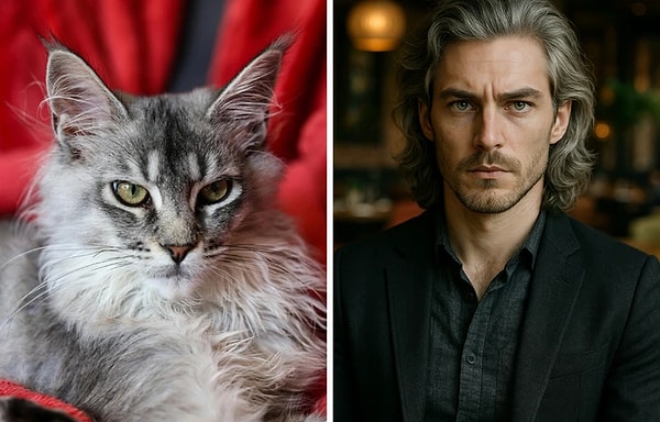 Maine Coon Kedisi