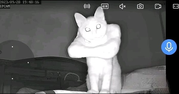 9. Kedilerin uzaylı olduğunu zaten hepimiz biliyoruz.