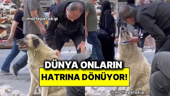 Sokak Köpeğinin Tüylerini Tarayan Hayvansever Vatandaş O Anlarıyla Tebessüm Ettirdi