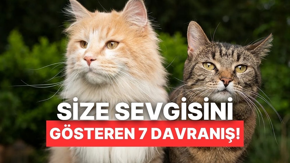 Kedinizin Aslında Sizi Sevdiğini Gösteren 7 Tuhaf Davranışı