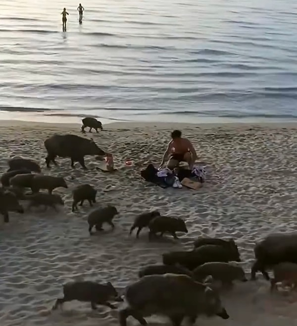 Yaşam alanlarının ihlal edilmesi sonucu ne yazık ki yiyecek arayışları için merkeze inmek durumunda kalıyorlar. Görseli