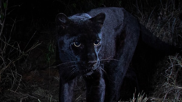 Panter