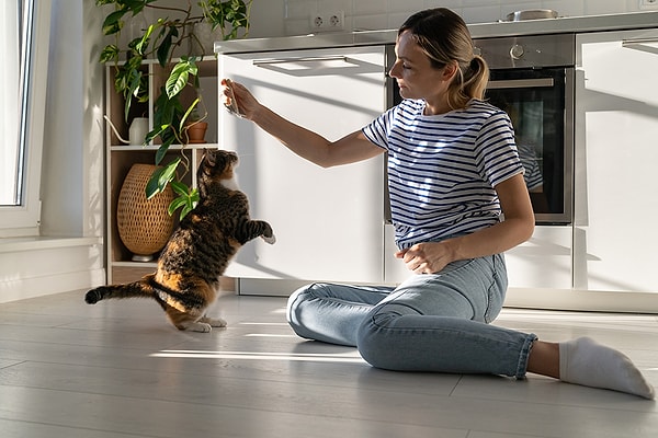 Kediler neden köpekler kadar kolay eğitilemiyor? Görseli