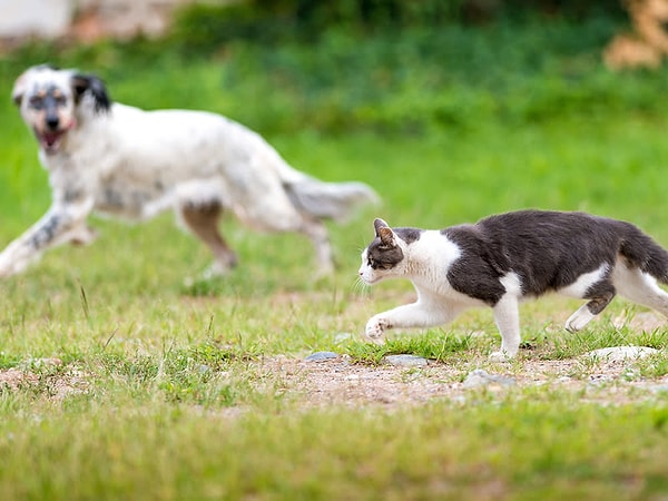 Kedi eğitimi biraz da sabır istiyor