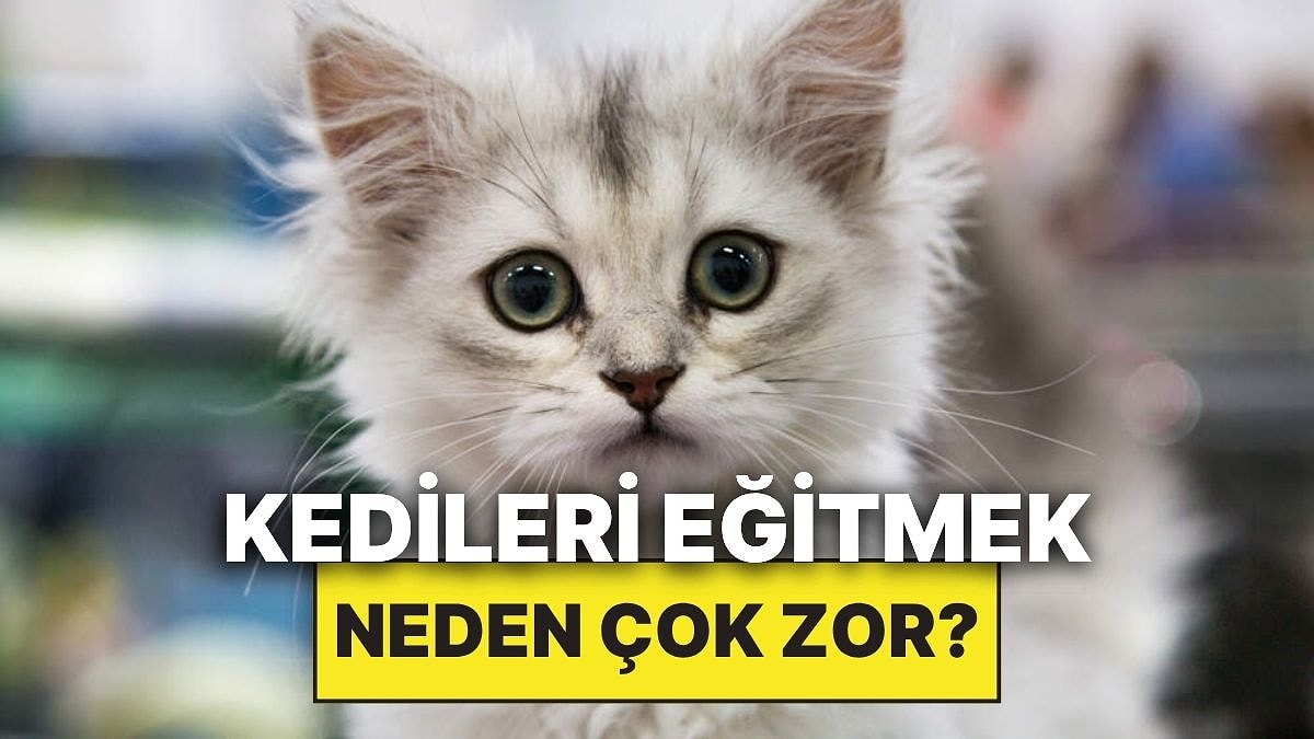 Kediler Neden Tıpkı Köpekler Gibi Kolay Eğitilemiyor?