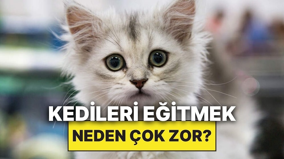 Kediler Neden Tıpkı Köpekler Gibi Kolay Eğitilemiyor?