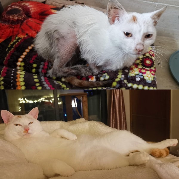 6. Kira ödeme derdi olmayan bir kedi de bırakalım! Keza kendisi tam olarak ev sahibi gibi yatıyor 😻