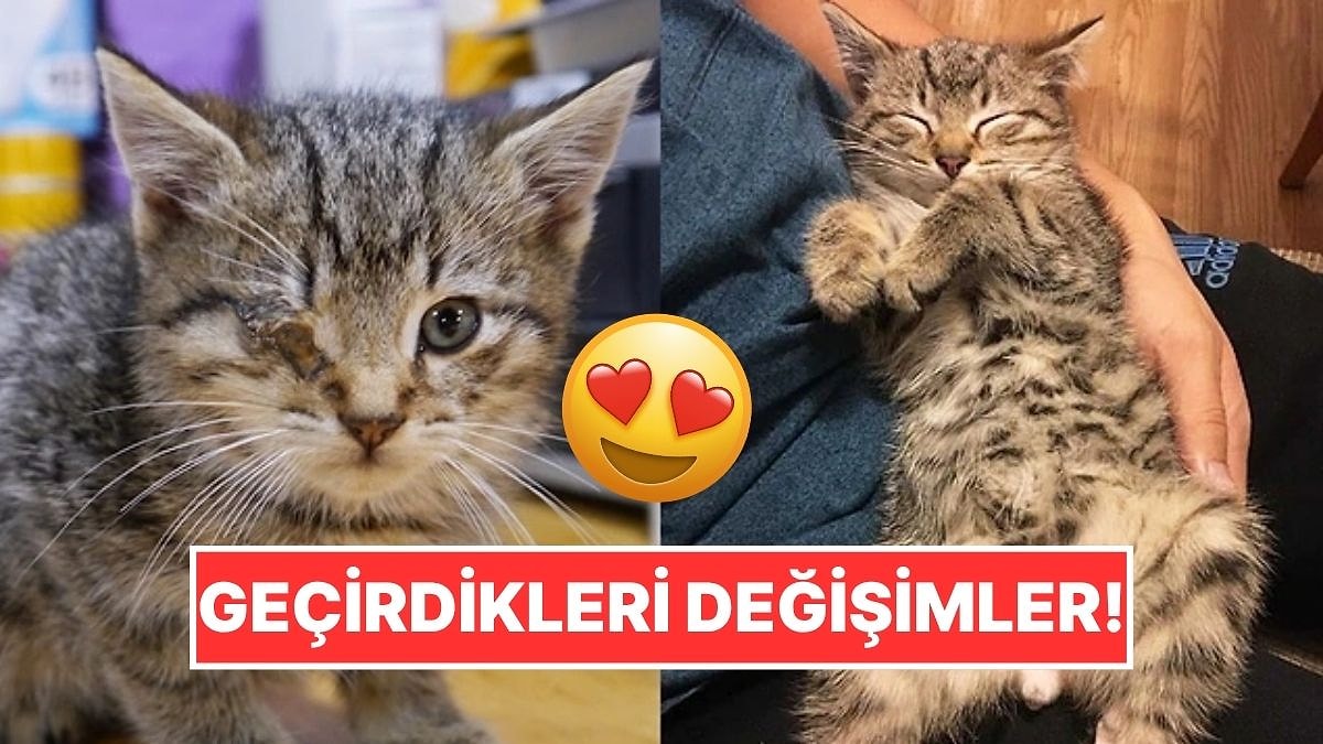Sahiplendikleri Hayvanların Önceki ve Sonraki Hallerini Paylaşarak Kalp Isıtan Kullanıcılar
