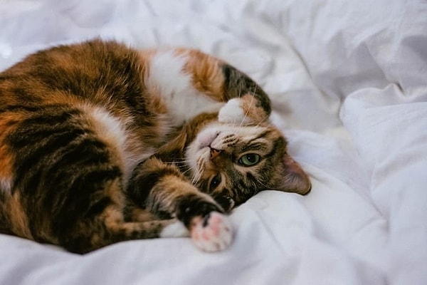 Pek çok kedi sahibi, sabahları kedilerinin normalden çok daha ilgili davrandığını fark ediyor.