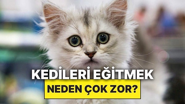 3. Kediler Neden Tıpkı Köpekler Gibi Kolay Eğitilemiyor? Görseli
